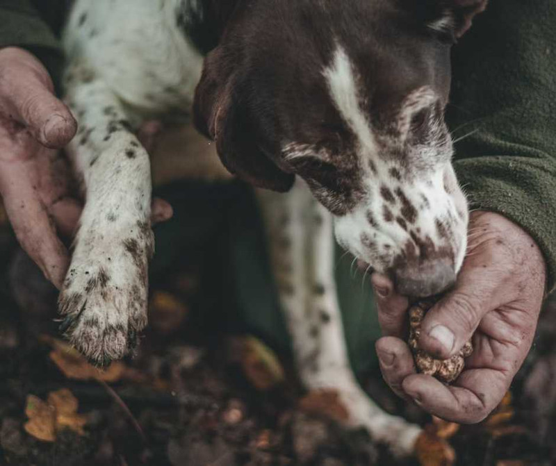 Truffle Guide: The Flavorful World of Truffle Truffle Guide: The Flavorful World of Truffle