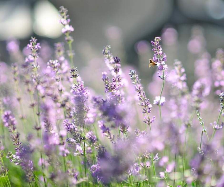 lavender fields