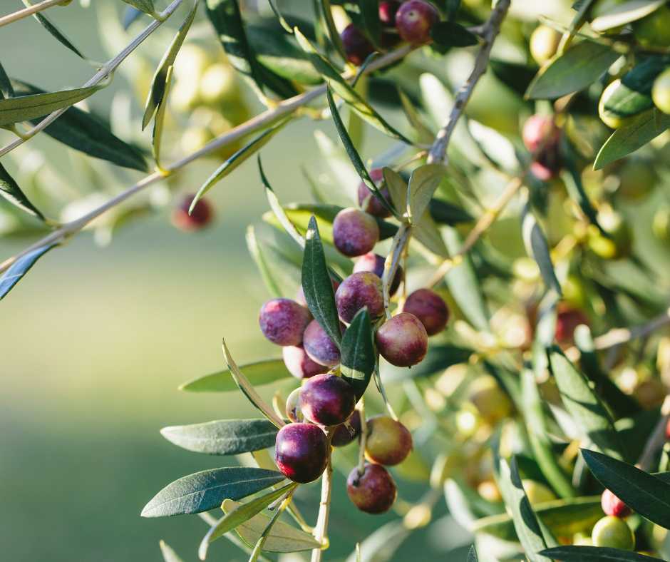 Main varieties of Olive Trees | Le Gourmet Central