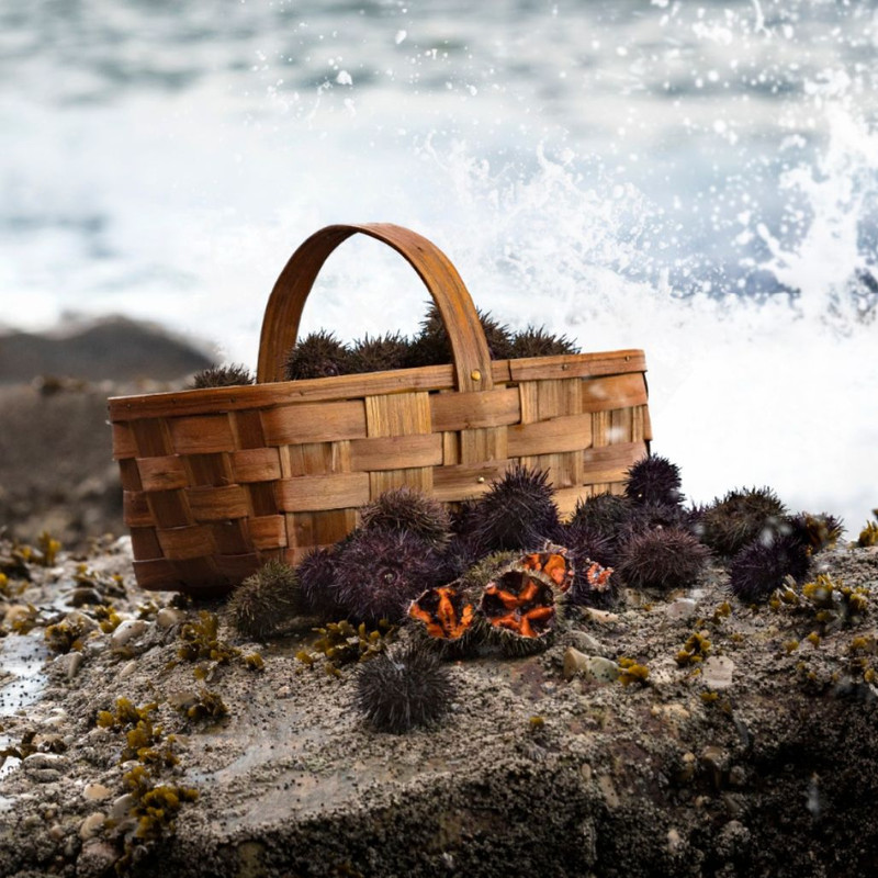 Sea Urchin Caviar: How to Eat the Ocean’s Most Decadent Bite