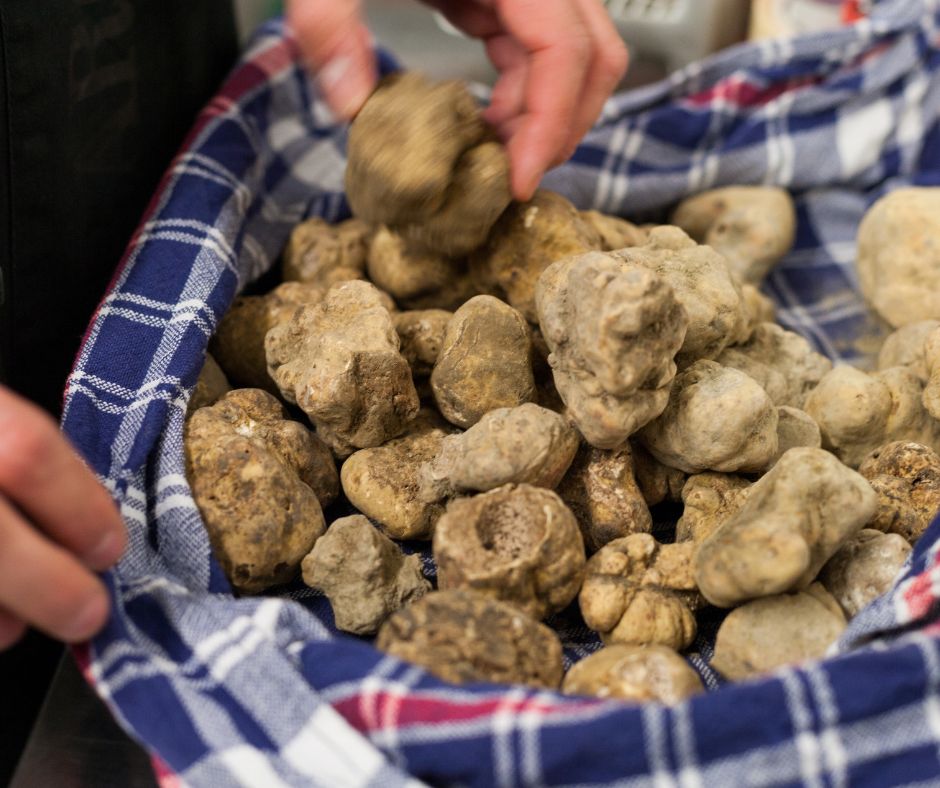 Alba Truffles Unveiled: What Makes Italy’s White Gold So Special?