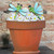 Summer Interchanging Baskets-Saturday May 16th 11am