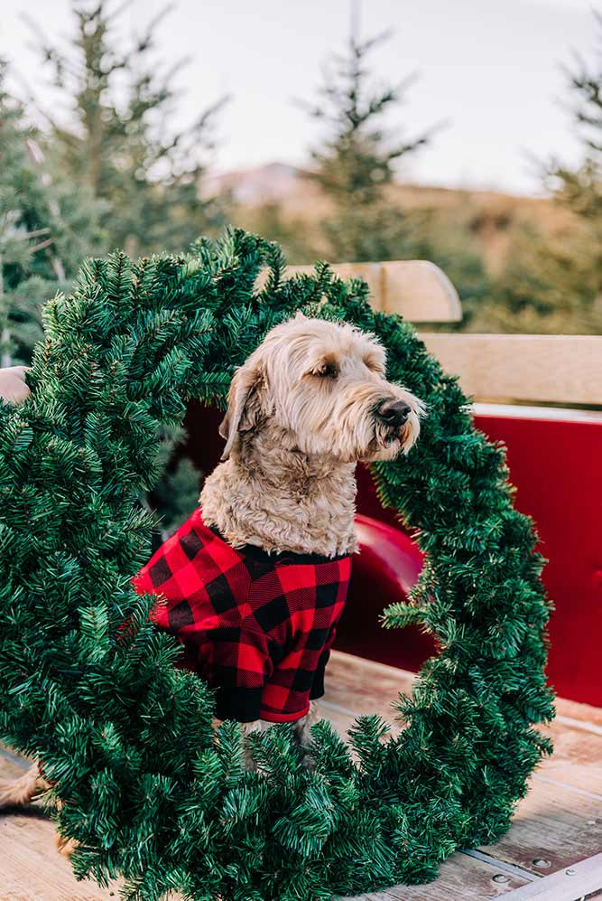 Buffalo Plaid Pajamas