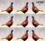 Pheasant