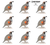 Quail