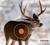 Buck 4