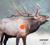 Elk 3
