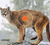Mountain Lion 1
