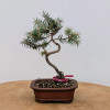 エバーフレッシュ 143cm８号 S-shaped tree form Life Tree. Bonsai Hibiscus Tiliaceus - Etsy