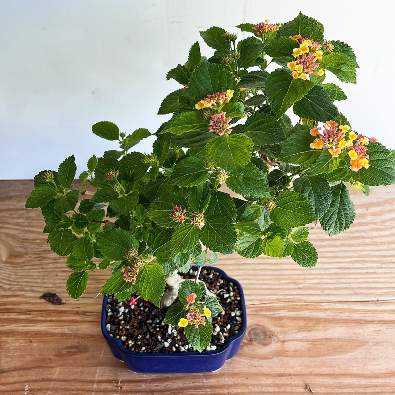 Flowering Lantana Bonsai Tree Bonsai Outlet N0. 1318