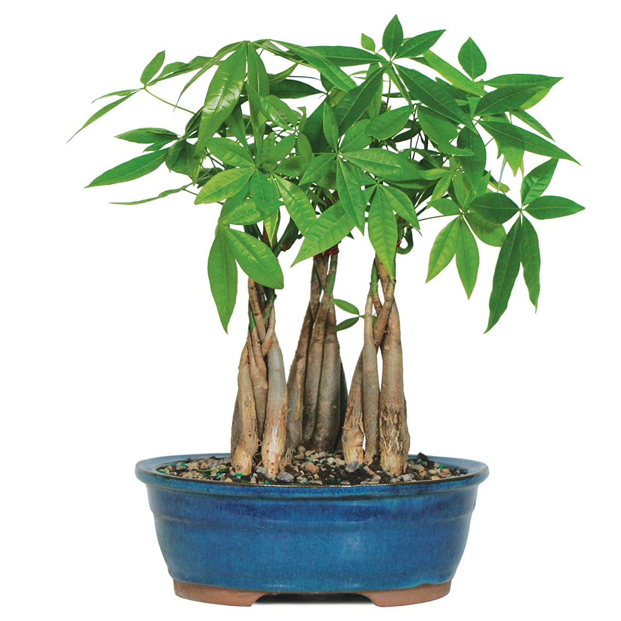 braided money tree