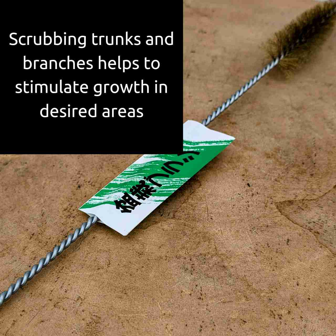 Steel Bonsai Brush for Cleaning Tree Bark, Trunk and Jin - Bonsai