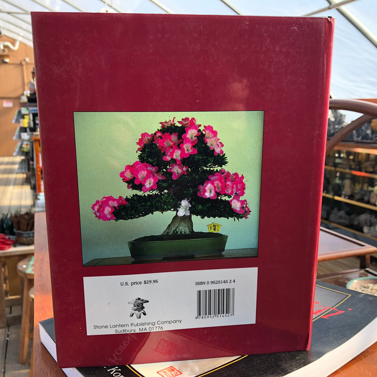 hanabusaayako　３本 Satsuki Azaleas-Floral Treasures of Japan - BonsaiOutlet.com
