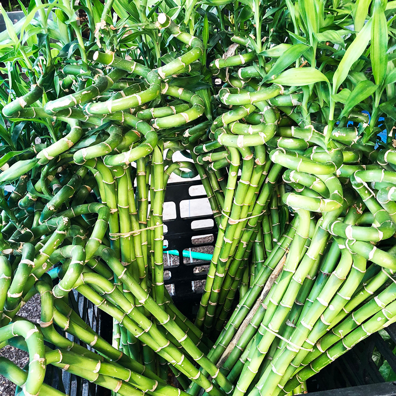 12 Spiral Lucky Bamboo Stalks 10 Stalks Bonsai Outlet