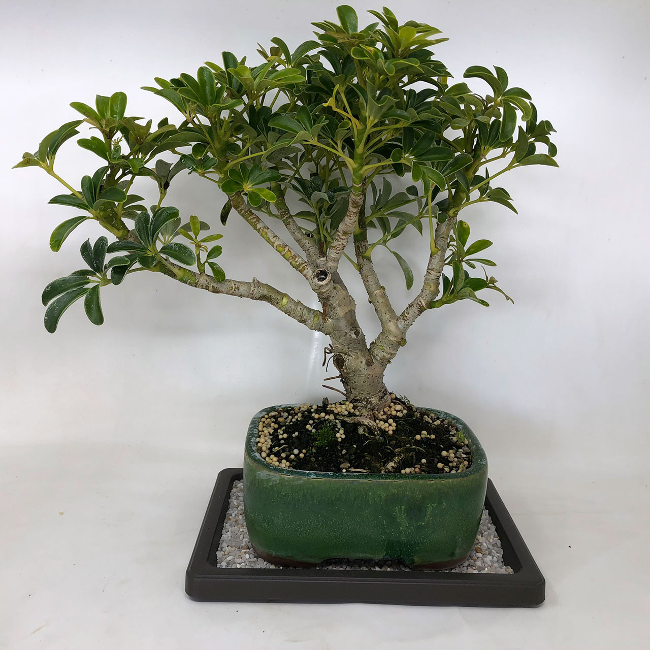 Hawaiian Umbrella Bonsai Tree Bonsai Outlet Tweb502