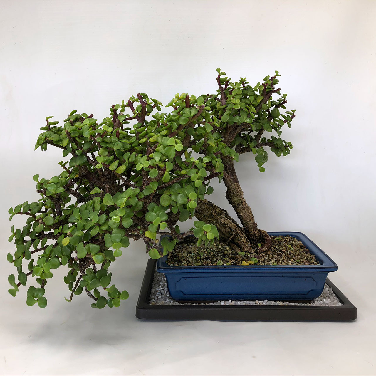 Cork Bark Jade Bonsai Tree Bonsai Outlet Tweb516