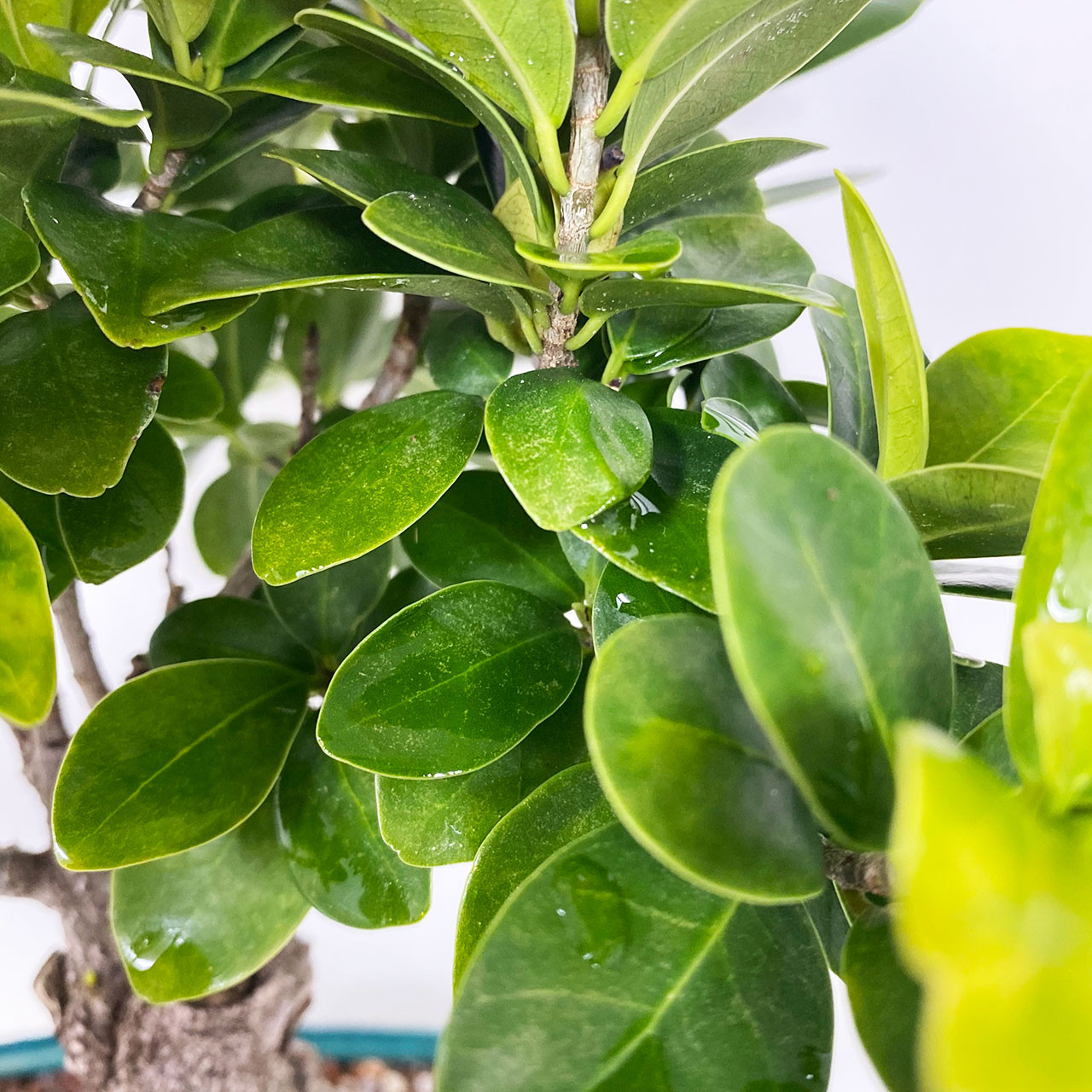 Gensing Ficus Bonsai Tree | Bonsai Outlet | TWEB556