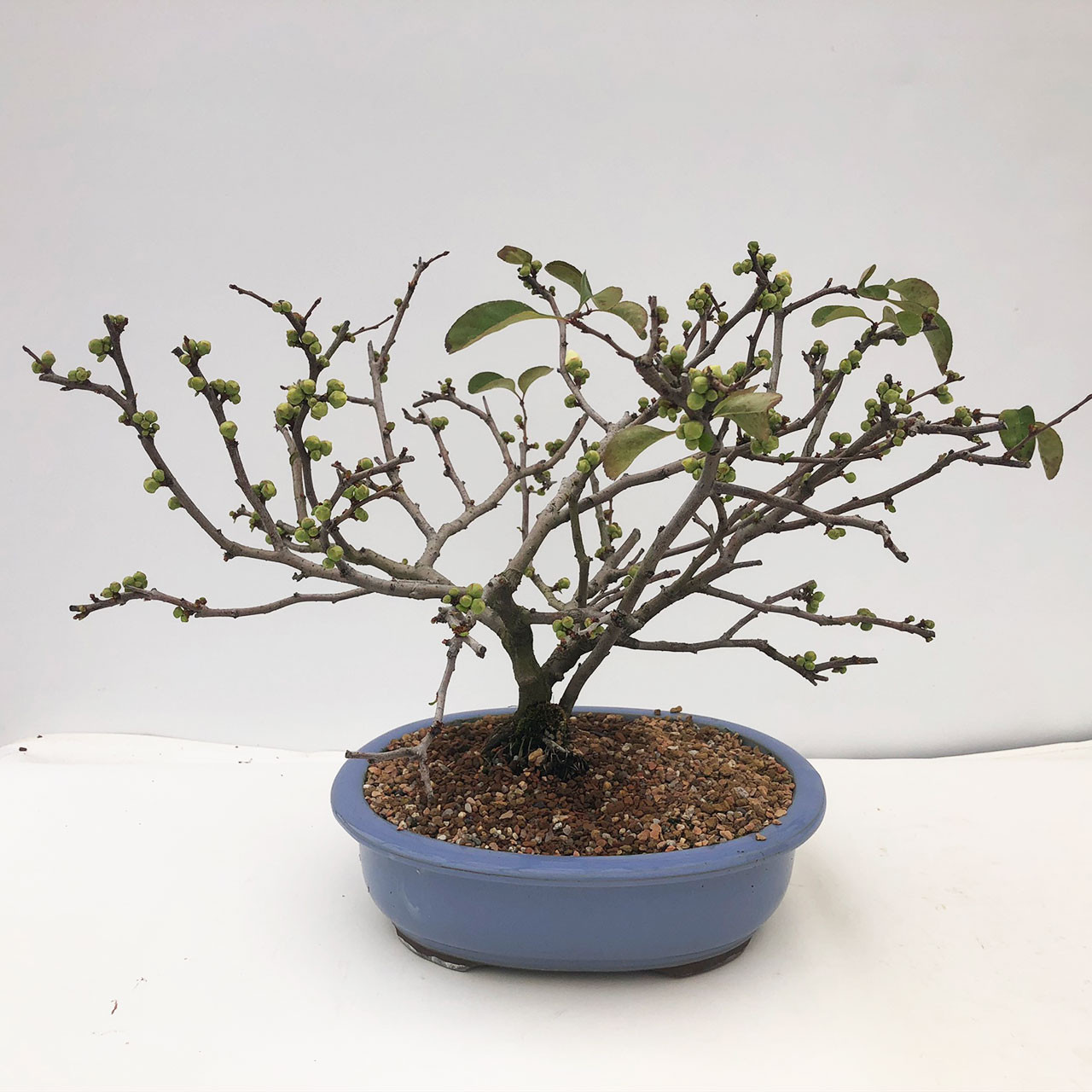 Flowering Quince Bonsai Tree Bonsai Outlet Web2011