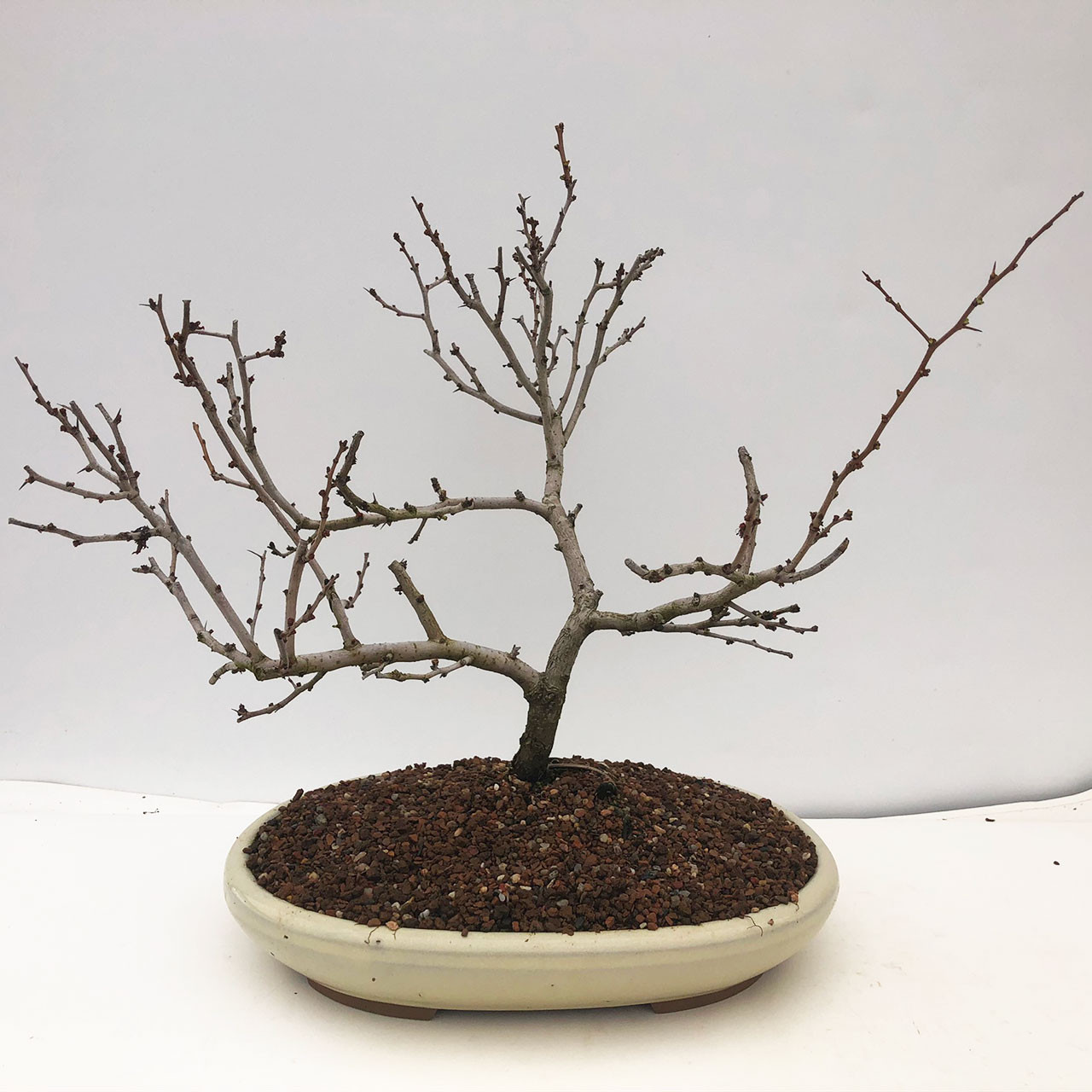 Flowering Quince Bonsai Tree Bonsai Outlet Web2017
