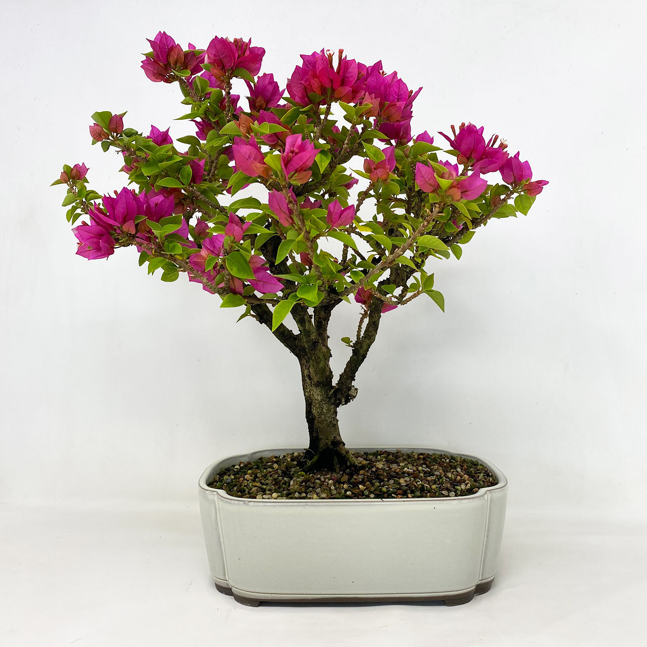 Pink Flower Bougainvillea I Bonsai Outlet Tweb593