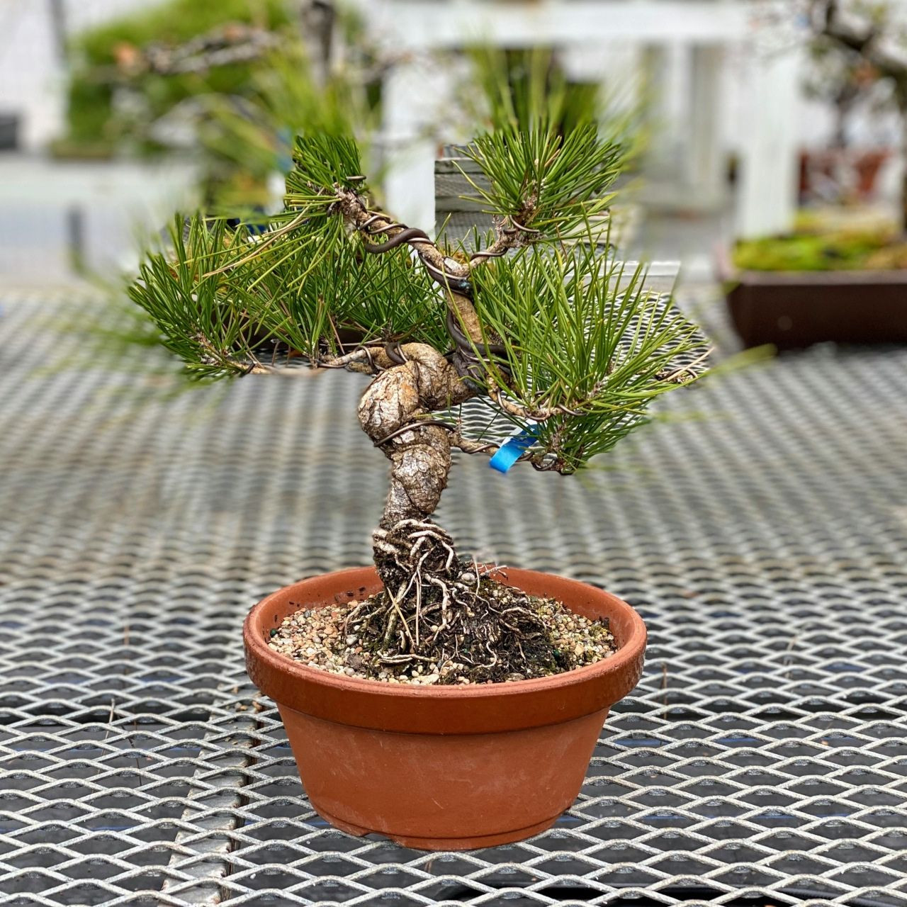 Japanese Black Pine Bonsai I Bonsai Outlet Web924