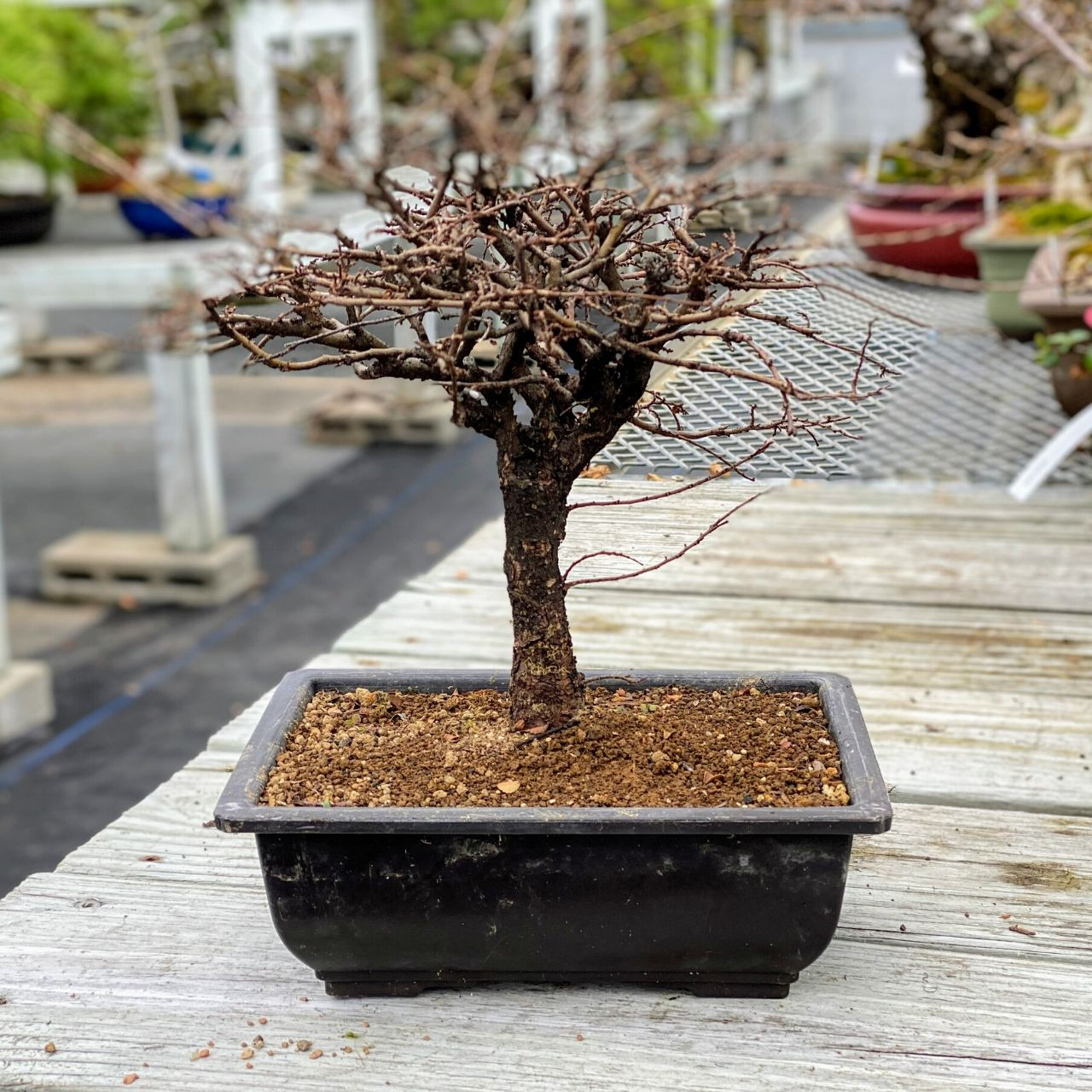 Chinese Elm Pre Bonsai Tree: WEB3503 | BonsaiOutlet.com Chinese Elm Pre Bonsai Tree: WEB3503 | BonsaiOutlet.com