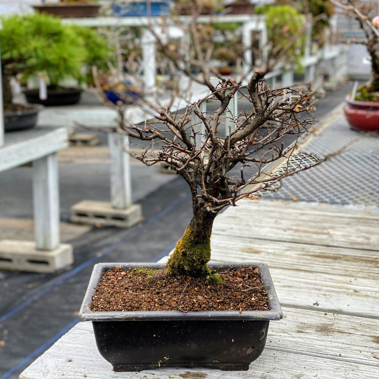 Chinese Elm Pre Bonsai Tree Web3509 Bonsaioutlet Com