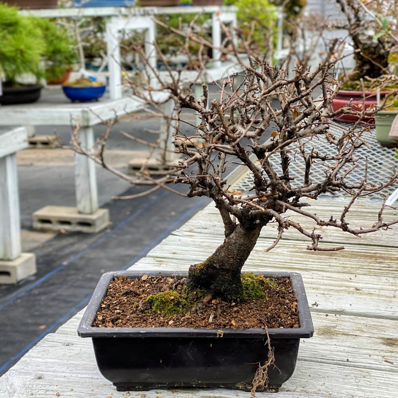 Chinese Elm Pre Bonsai Tree: WEB3514 | BonsaiOutlet.com Chinese Elm Pre Bonsai Tree: WEB3514 | BonsaiOutlet.com