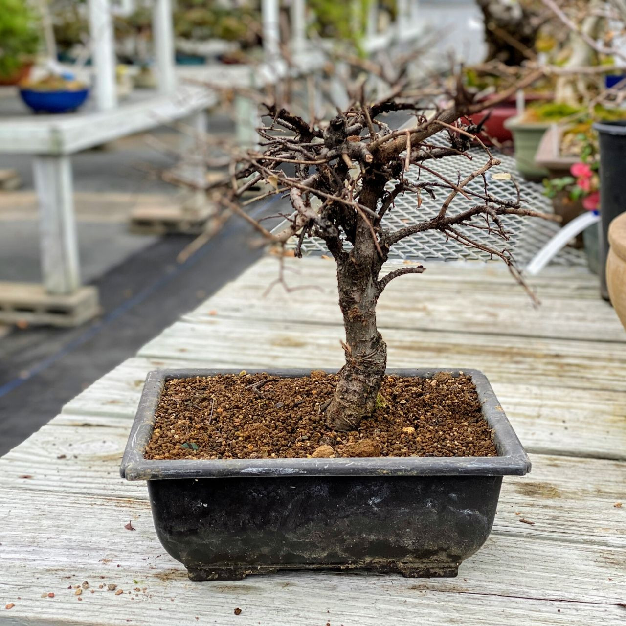 Chinese Elm Pre Bonsai Tree Web3519 Bonsaioutlet Com