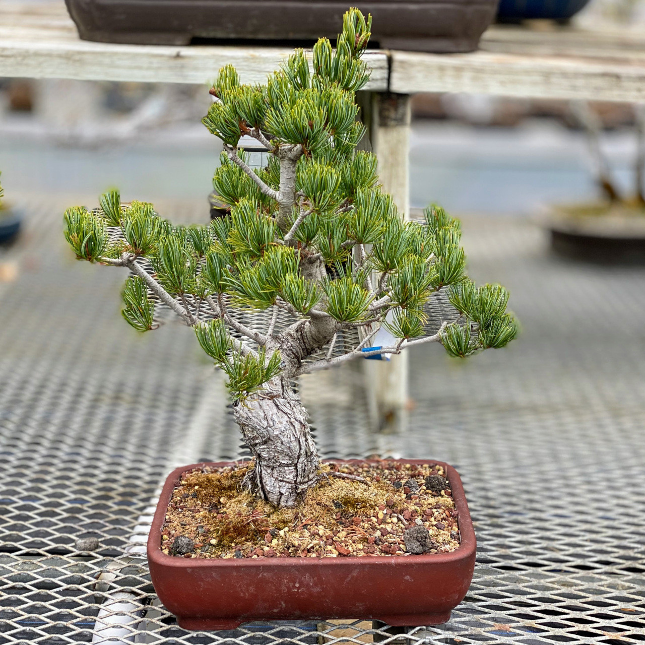 五葉松　Japanese White Pine pinus-parviflora-koru-japanese