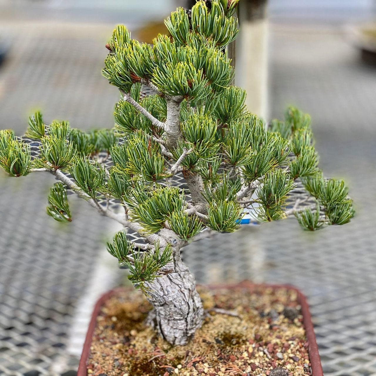 Japanese White Pine: Five Needle Pine - BonsaiOutlet.com - WEB1584