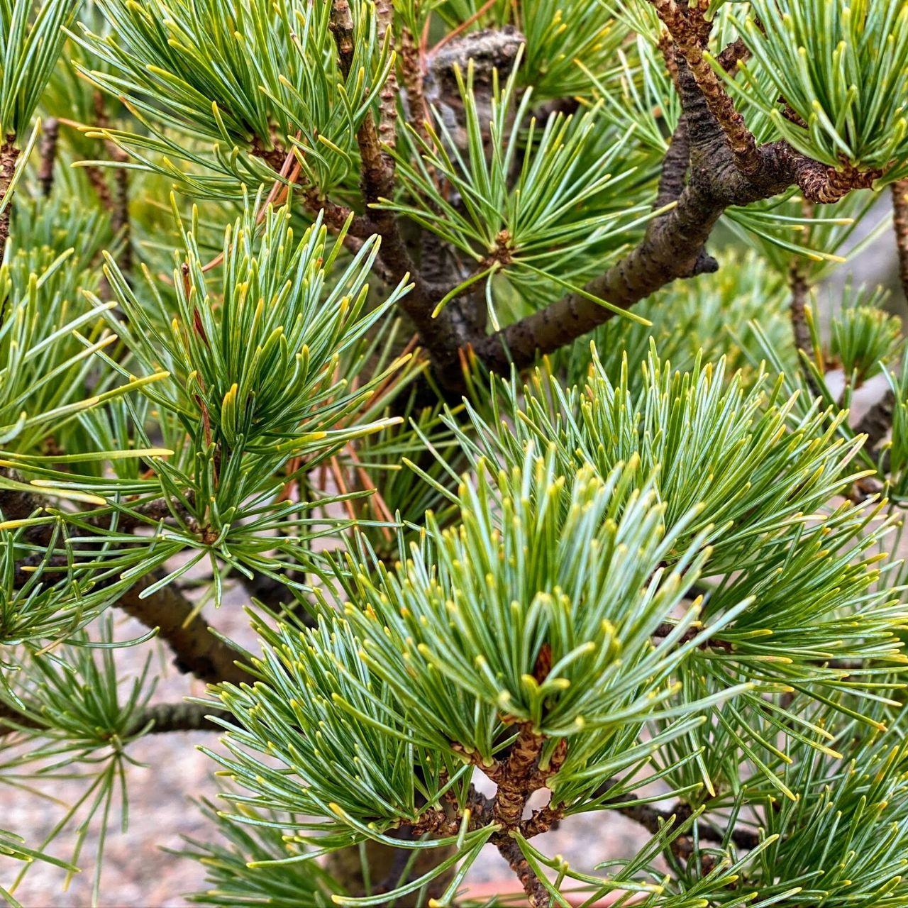 五葉松　Japanese White Pine Buy Bonsai“Goyomatsu 五葉松(Pinus parviflora)” to Japan