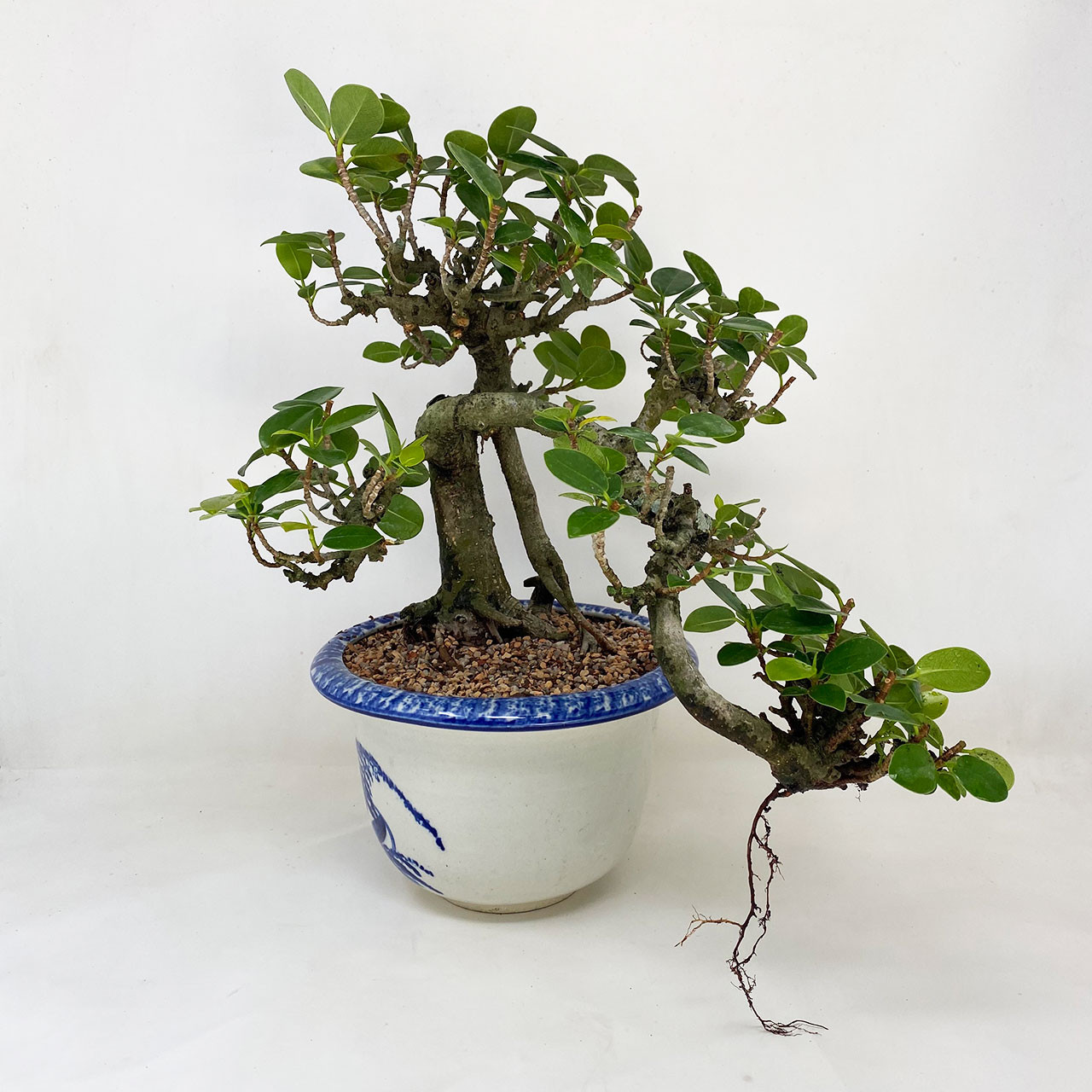 Green Island Ficus Bonsai Tree Bonsai Outlet Tweb601