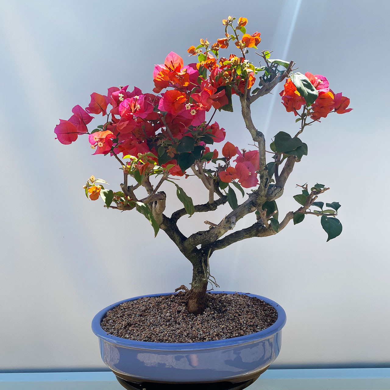 Pink Flower Bougainvillea I Bonsai Outlet Tweb603