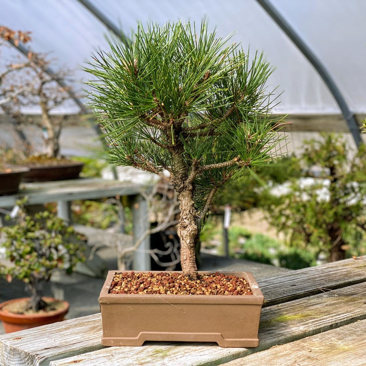 Japanese Black Pine Bonsai I Bonsai Outlet Web3567