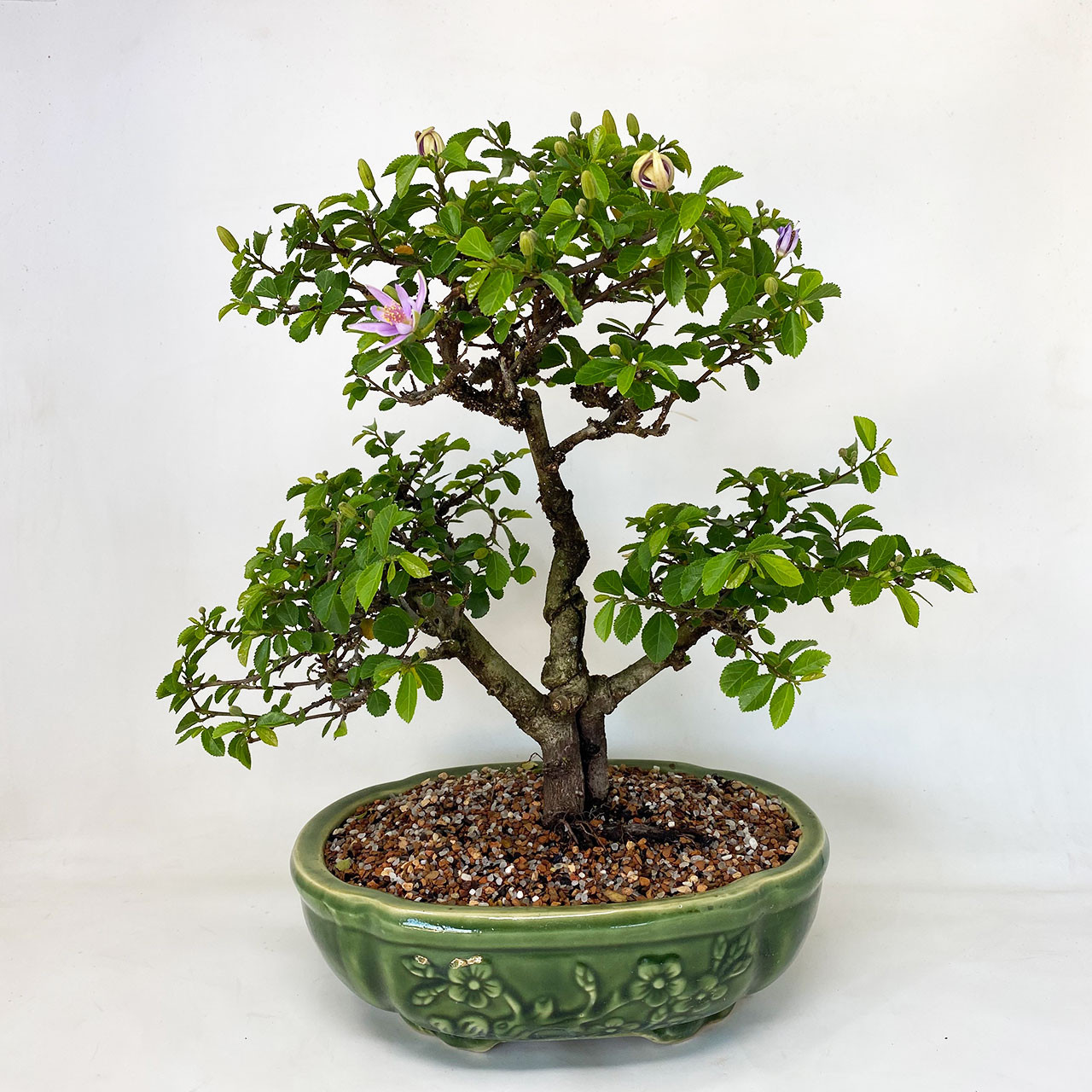 Lavender Star Bonsai Tree Bonsai Outlet Tweb653