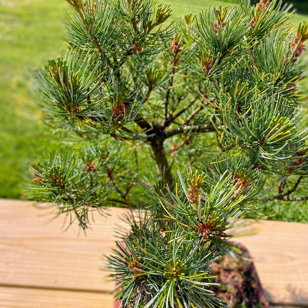 Japanese White Pine Bonsai I Bonsai Outlet | WEB4NP07