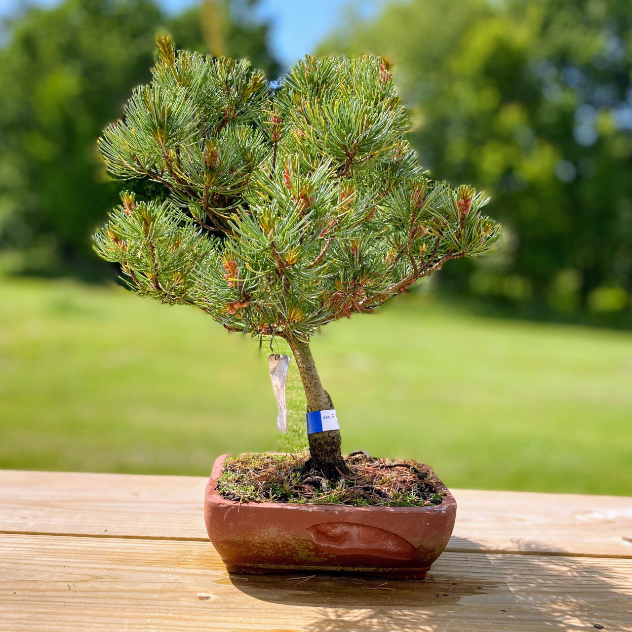 Japanese White Pine Bonsai I Bonsai Outlet | WEB4NP07