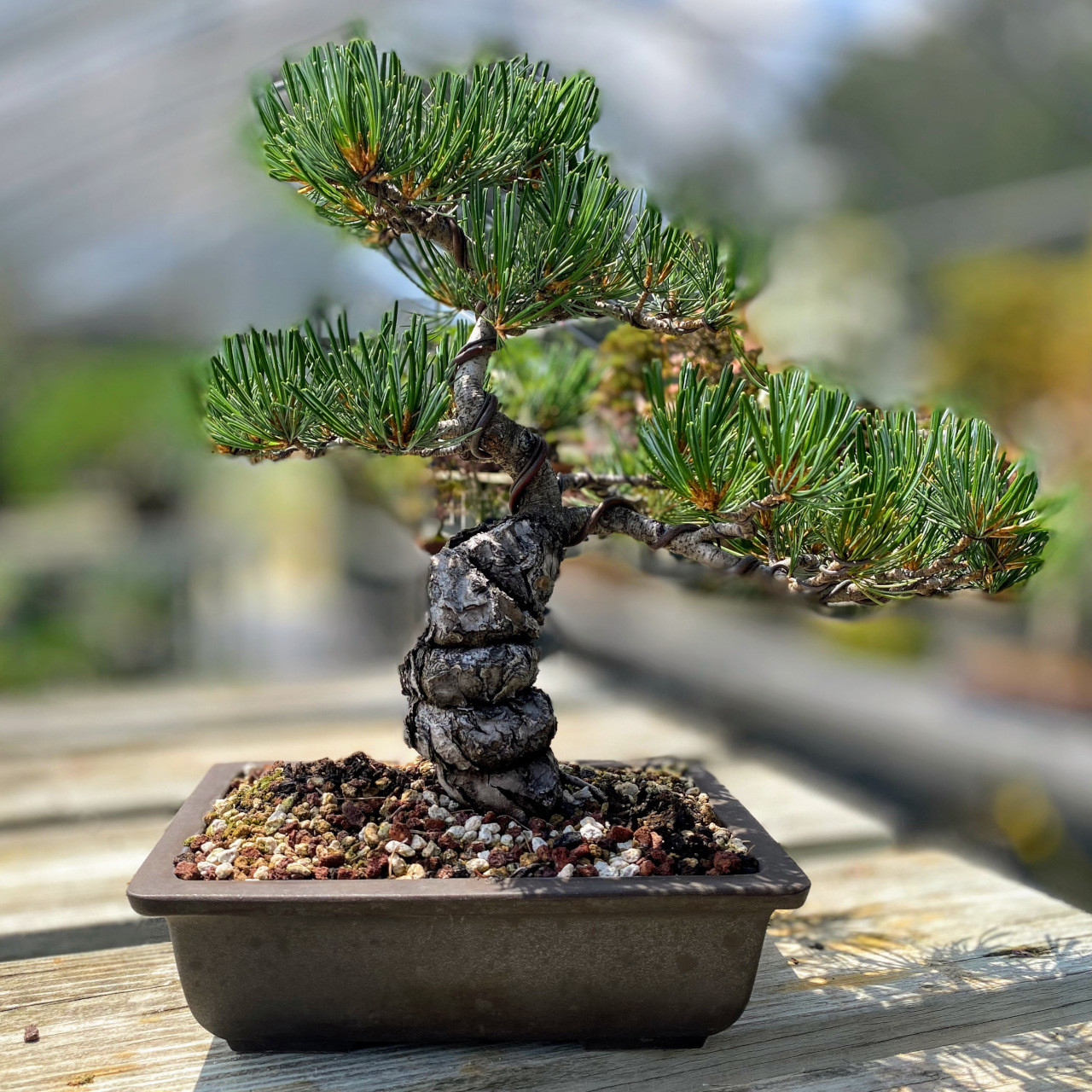 Imported Japanese White Pine Bonsai Tree | Bonsai Outlet | WEB3780