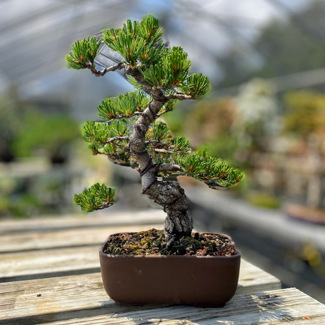 Imported Japanese White Pine Bonsai Tree | Bonsai Outlet | WEB3783