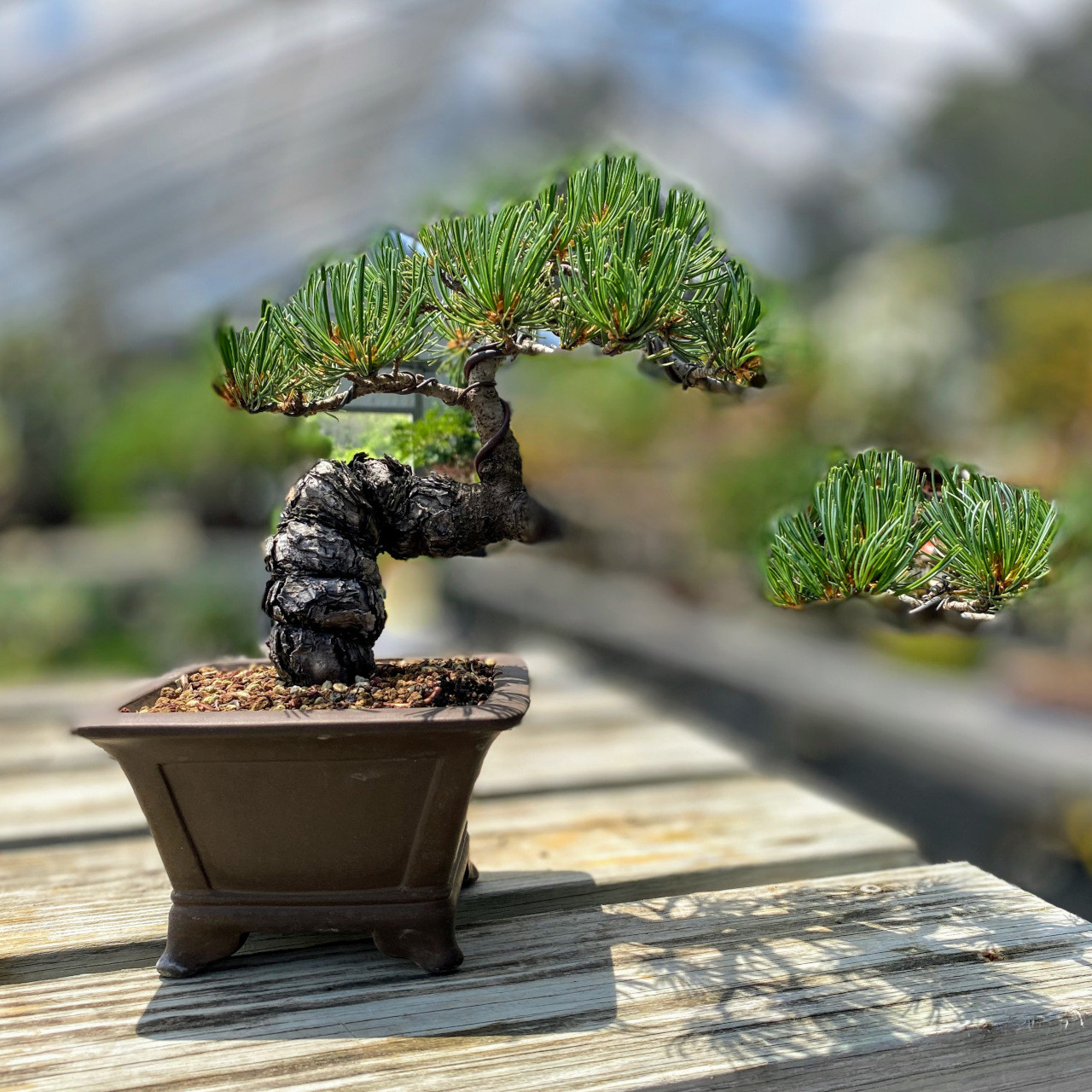 Imported Japanese White Pine Bonsai Tree | Bonsai Outlet