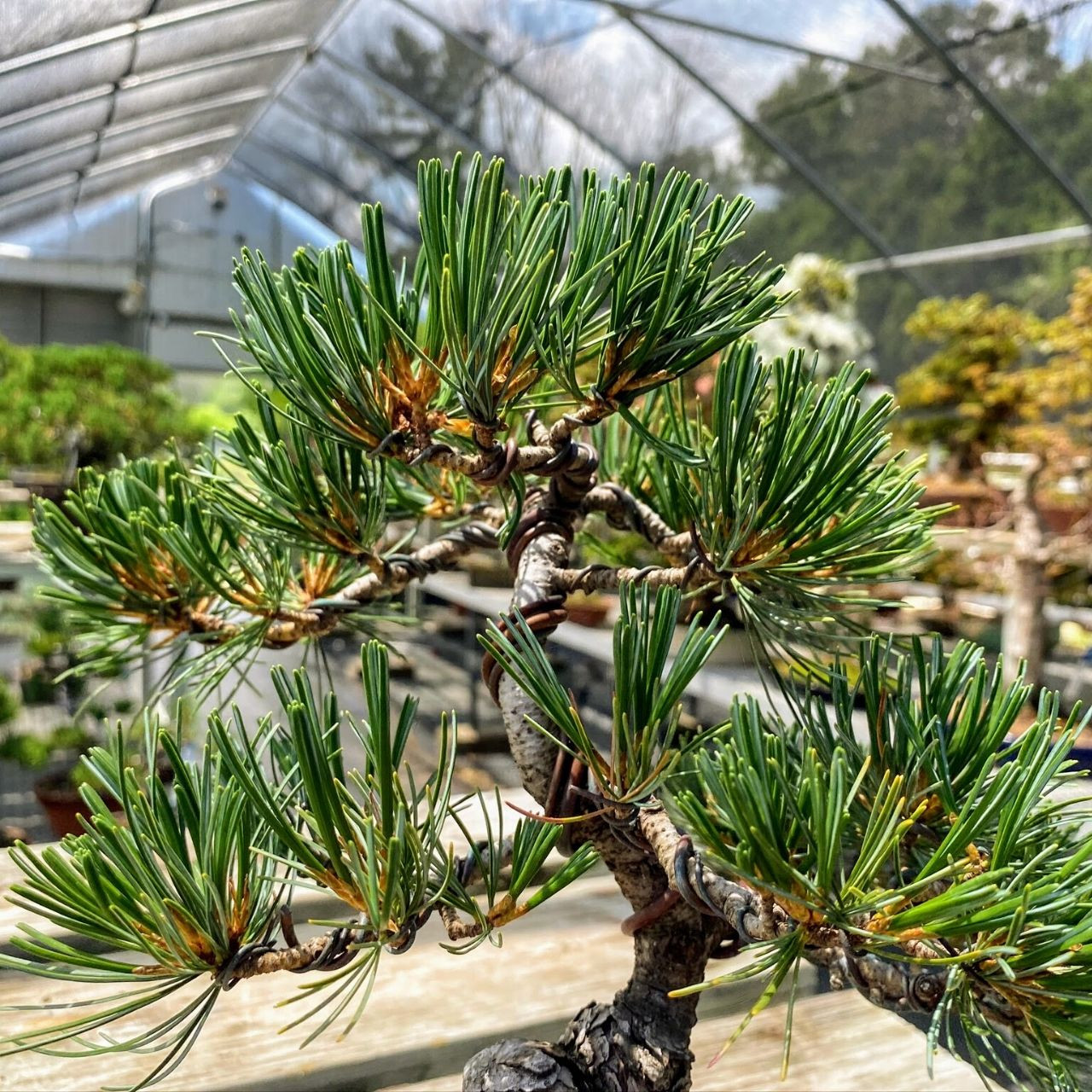 Imported Japanese White Pine Bonsai Tree | Bonsai Outlet | WEB3787