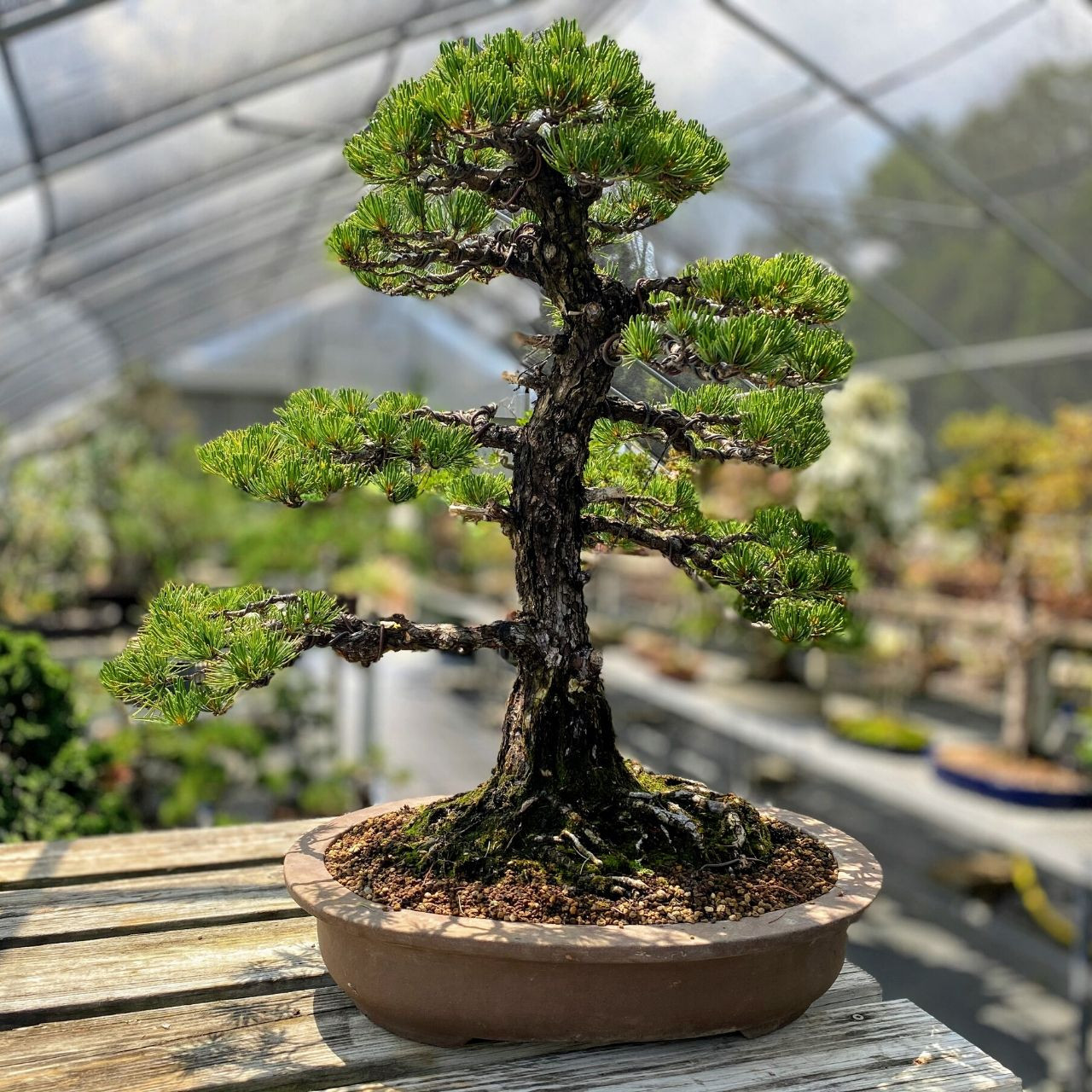 Imported Japanese White Pine Bonsai Tree Bonsai Outlet Web3789