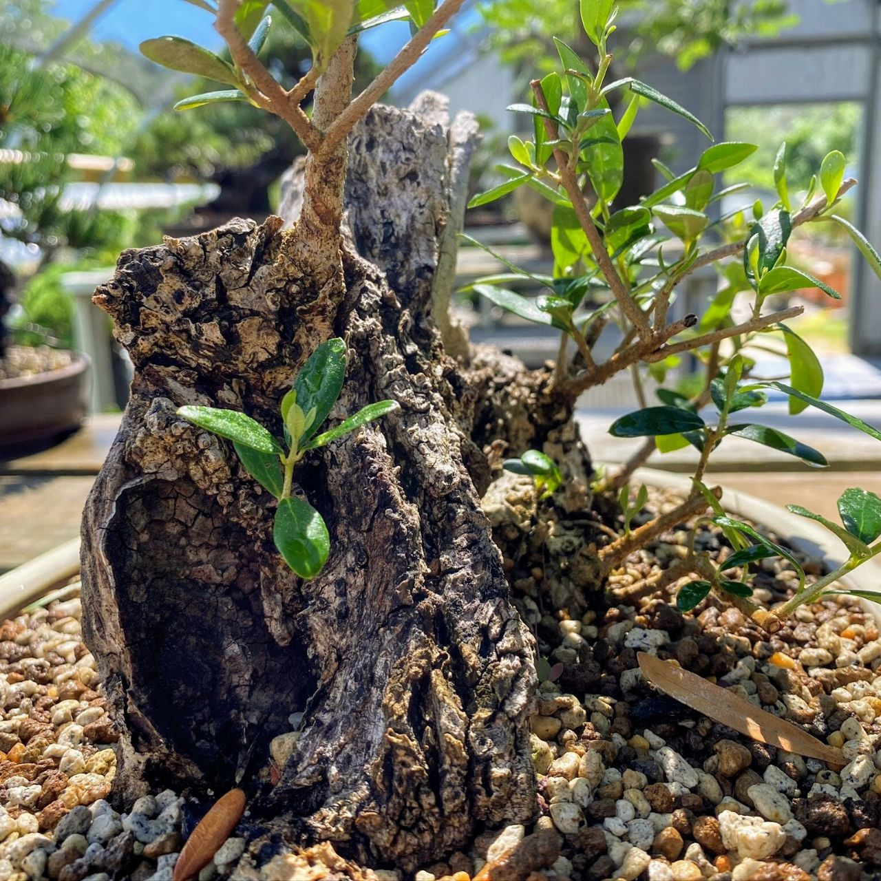 Collected Wild American Olive Bonsai Tree I Bonsai Outlet | WEB3804