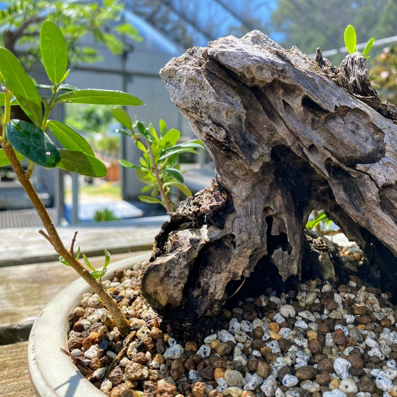 Collected Wild American Olive Bonsai Tree I Bonsai Outlet