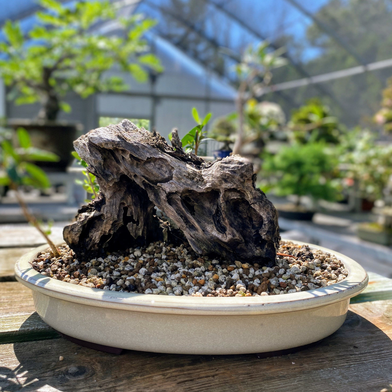 Collected Wild American Olive Bonsai Tree I Bonsai Outlet