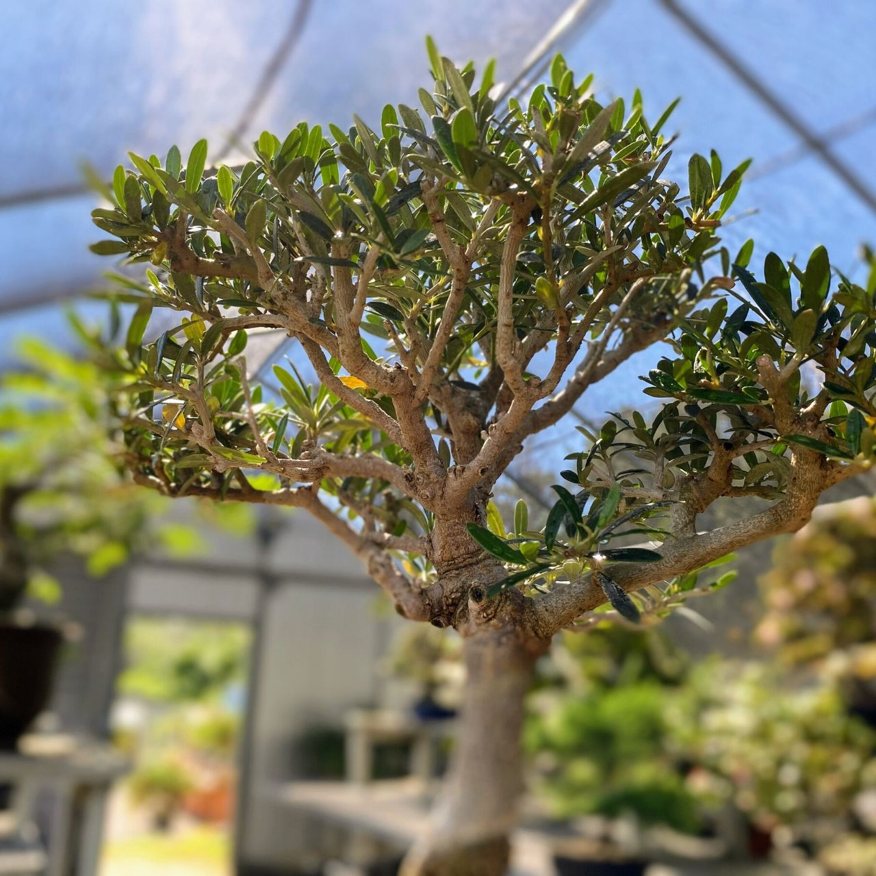 オリーブ盆栽　Olive Bonsai 盆栽ディスプレイ @kappore_omukai オリーブ(Olive) 樹齢約150年