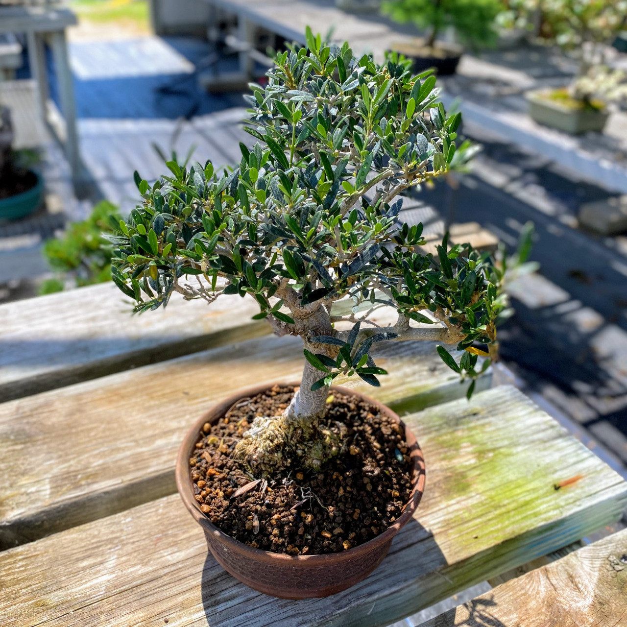 オリーブ盆栽　Olive Bonsai Dwarf Old Olive Bonsai Tree I Bonsai Outlet | WEB4335