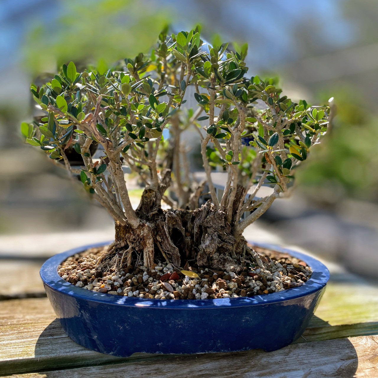 オリーブ盆栽　Olive Bonsai オリーブ盆栽「BON」① / olive bonsai 