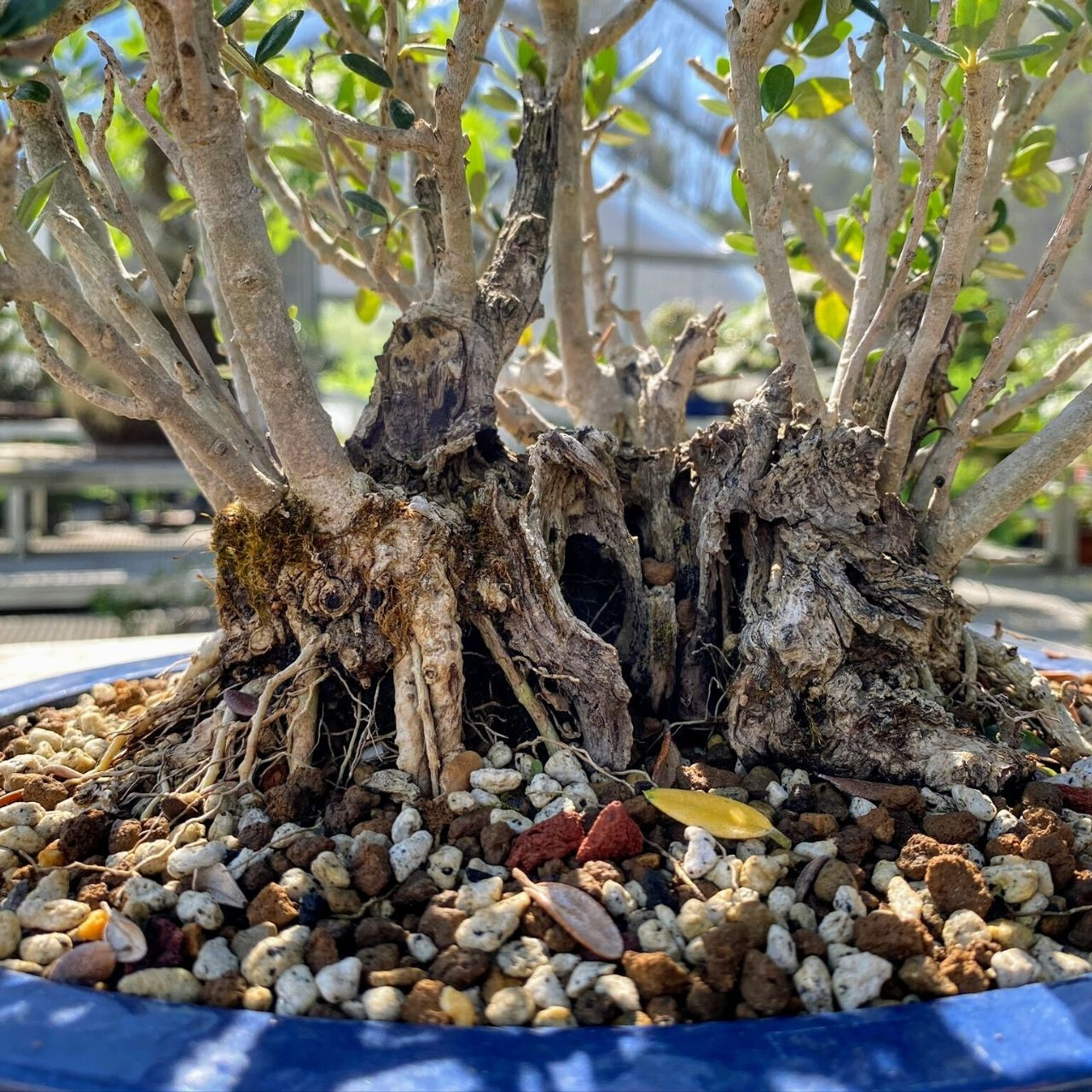 オリーブ盆栽　Olive Bonsai Old Olive Bonsai Tree I Bonsai Outlet | WEB3809